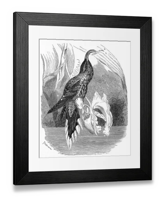 Framed Print : Bird, Eagle-billed or White-throated Sicklebill (Eutoxeres aquila)