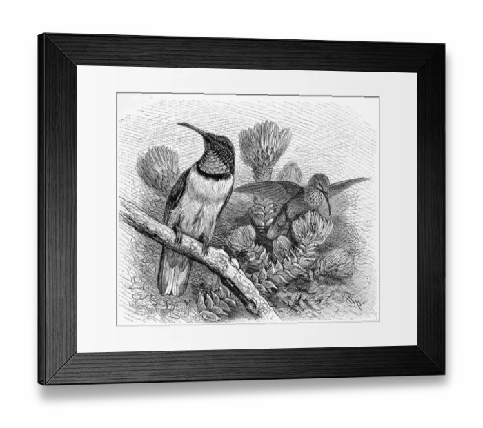 Framed Print : Bird, Ecuador Andean Hummingbird (Oreotrochilus chimborazo)