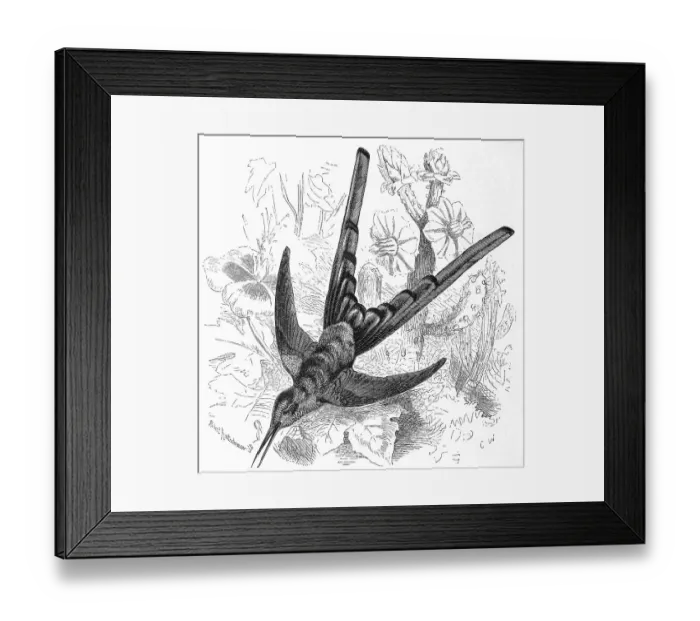Framed Print : Bird, red-tailed comet (Sappho sparganurus)