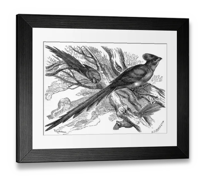 Framed Print : Bird, Blue-naped Mousebird (Urocolius macrourus) is an African bird of the mouse family Framed Print : Bird, Blue-naped Mousebird (Urocolius macrourus) is an African bird of the mouse family