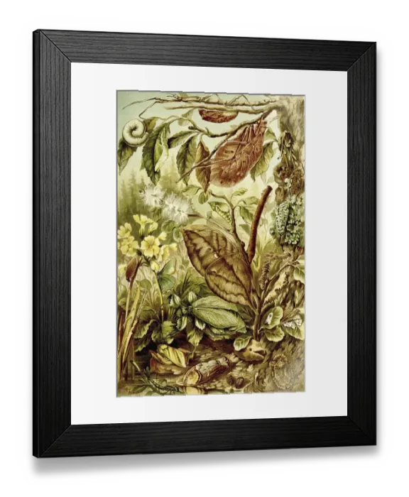 Framed Print : Insects, Mimicry, Protectiveness of Insects