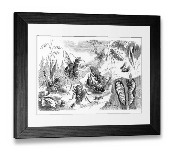 Framed Print : Insect, northern dune tiger beetle (Cicindela hybrida)
