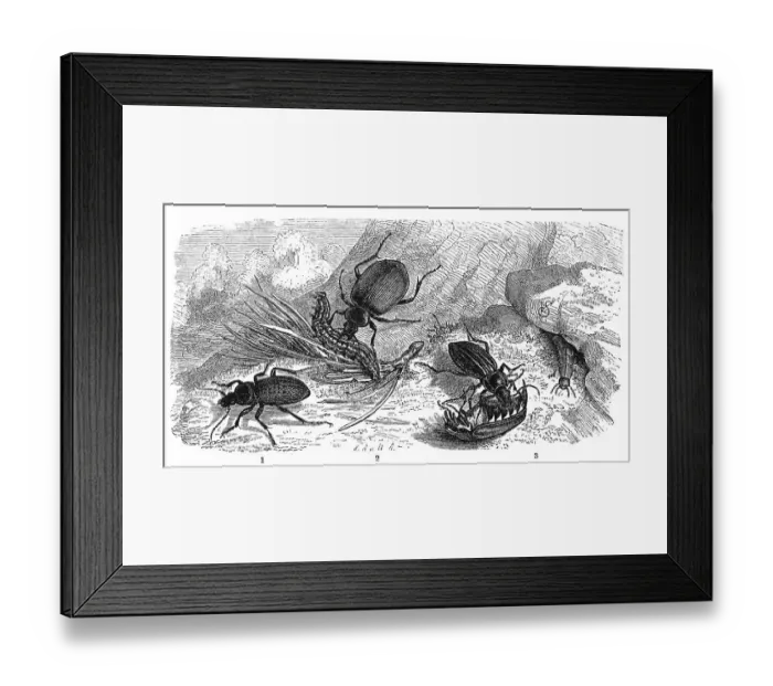 Framed Print : Insects, golden ground beetle (Carabus auratus) Carabus hortensis Framed Print : Insects, golden ground beetle (Carabus auratus) Carabus hortensis