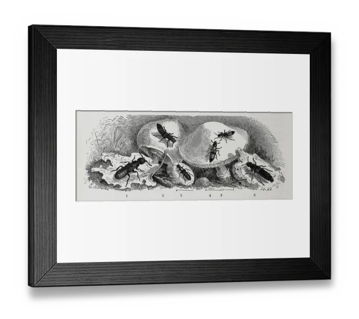 Framed Print : Insects, 1. stinking fashion beetle, 2 Framed Print : Insects, 1. stinking fashion beetle, 2