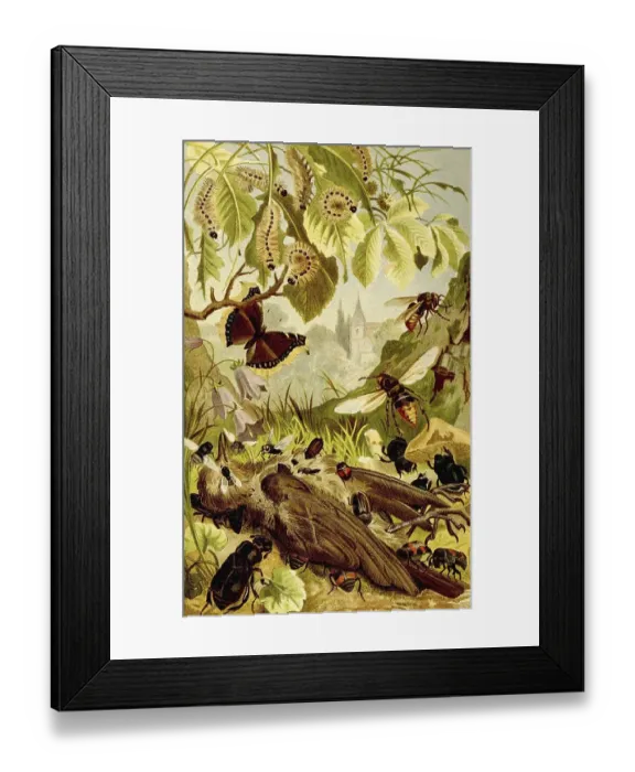 Framed Print : Insects, insects removing a bird carcass
