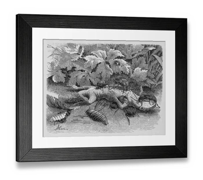 Framed Print : Insects, Black-shining carrion beetle