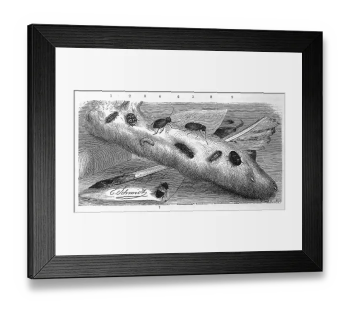 Framed Print : Insects, 1-2. cabinet beetle, Anthrenus museorum Framed Print : Insects, 1-2. cabinet beetle, Anthrenus museorum