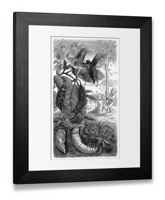 Framed Print : Insects, Field cockchafer (Melolontha melolontha) Framed Print : Insects, Field cockchafer (Melolontha melolontha)