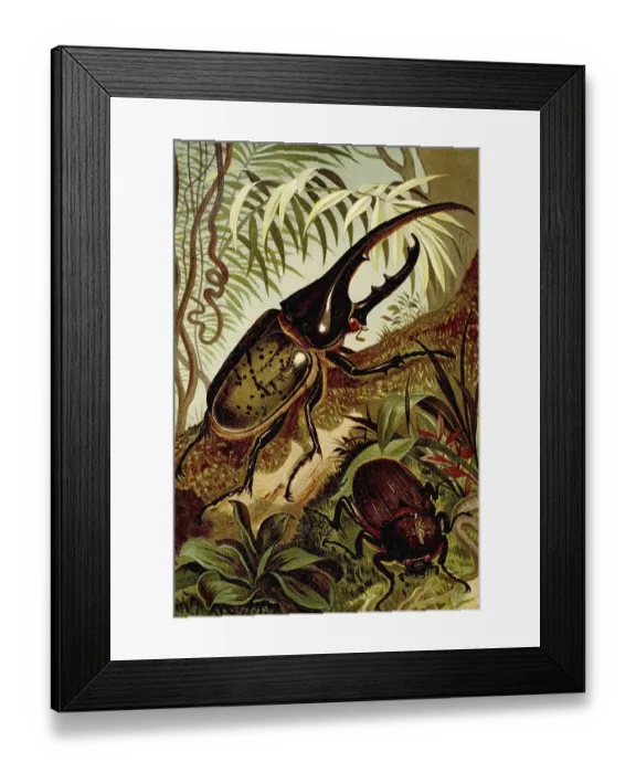 Framed Print : Insects, Hercules beetle (Dynastes hercules) is a species of the leaf-horned beetle family