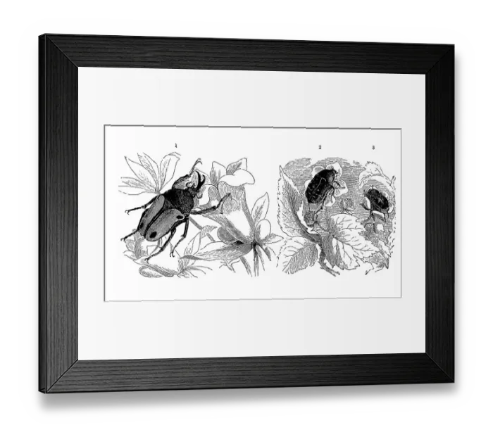 Framed Print : Insects, 1, Forked nose, Dicranorrhina smithi