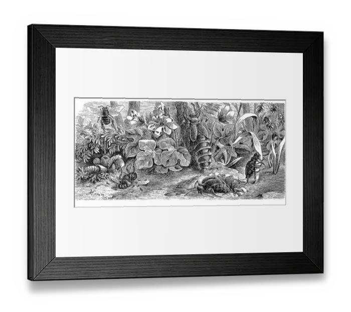 Framed Print : Insects, variegated oil beetle Framed Print : Insects, variegated oil beetle