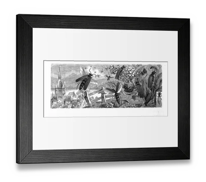 Framed Print : Insects, Spanish fly (Lytta vesicatoria)