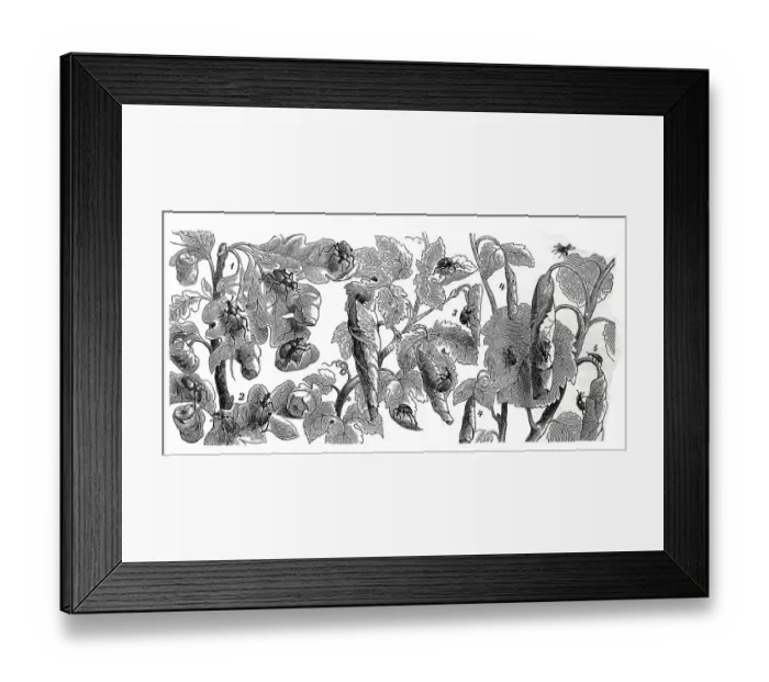 Framed Print : Insects, 1. aster weevil, Attelabus curculionoides Framed Print : Insects, 1. aster weevil, Attelabus curculionoides