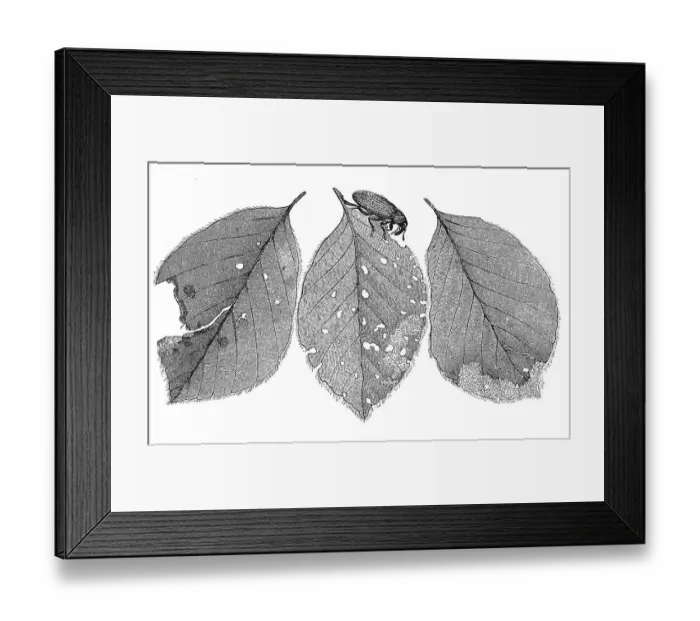 Framed Print : Insects, black beech weevil, Orchestes fagi Framed Print : Insects, black beech weevil, Orchestes fagi