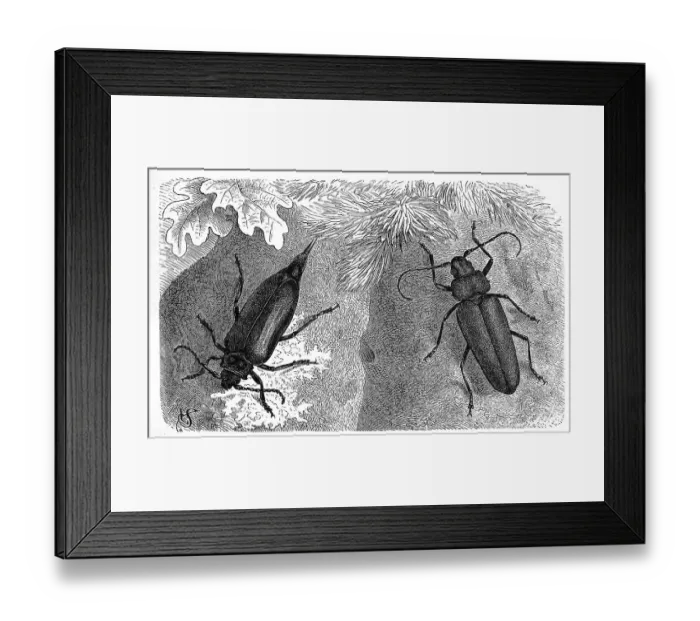 Framed Print : Insects, female of the tanner, sawbuck Framed Print : Insects, female of the tanner, sawbuck
