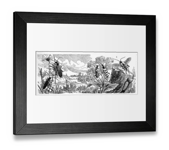 Framed Print : Insects, 1. spurred narrowbuck Framed Print : Insects, 1. spurred narrowbuck