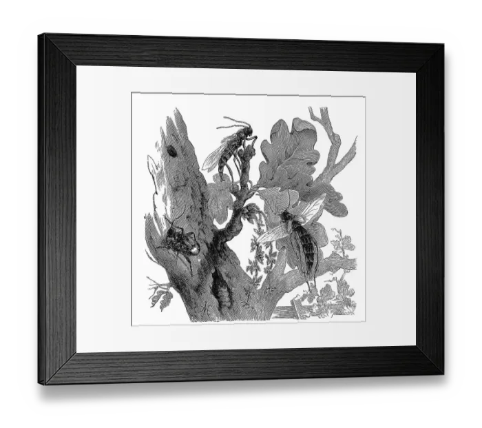 Framed Print : Insects, Large half-deck longhorn beetle