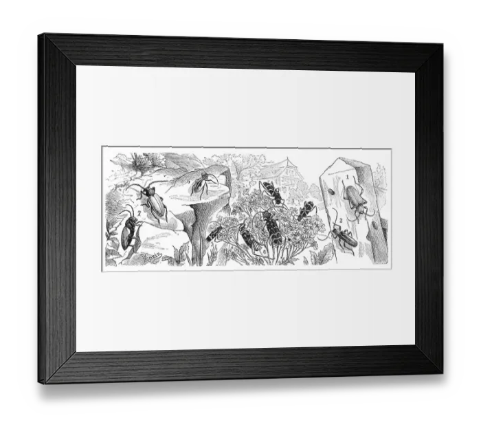 Framed Print : Insects, 1. blue disc beetle, Callidium violaceum Framed Print : Insects, 1. blue disc beetle, Callidium violaceum