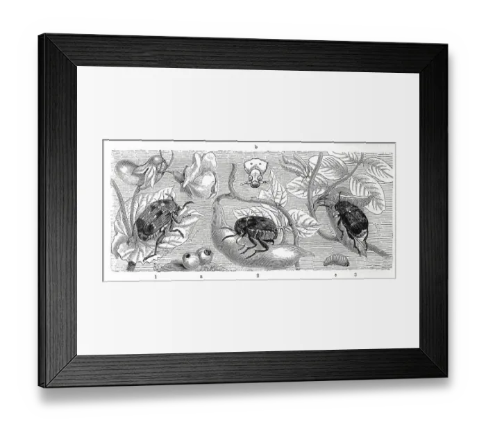 Framed Print : Insects, 1, pea beetle, Bruchus pisi, 2
