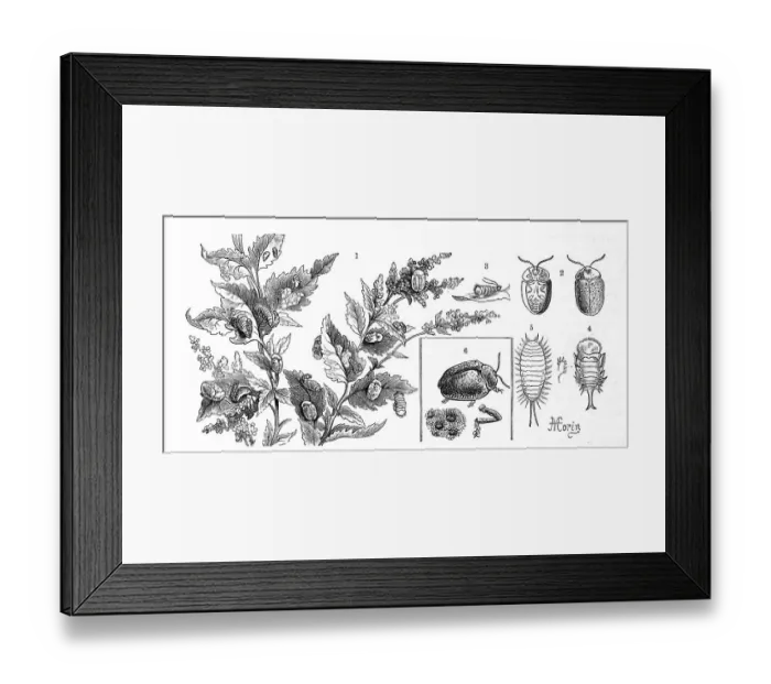 Framed Print : Insects, family of the misty shield beetle