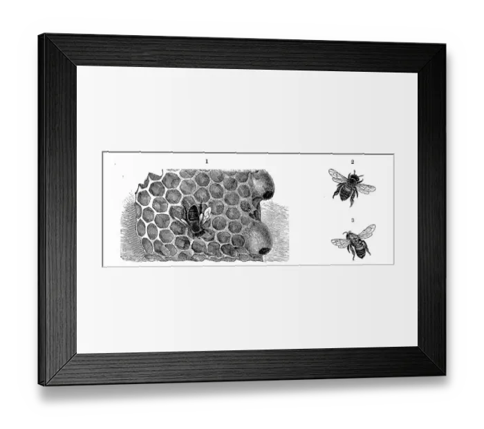 Framed Print : Insects, piece of honeycomb with two queen cells and a German bee (Apis) mellifica