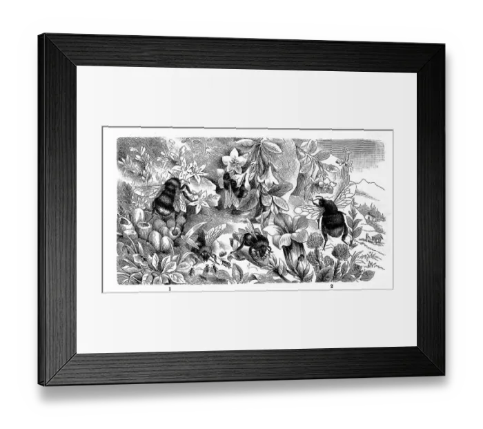 Framed Print : Insects, 1st Earth Bumblebee (Bombus lapidarius) Framed Print : Insects, 1st Earth Bumblebee (Bombus lapidarius)