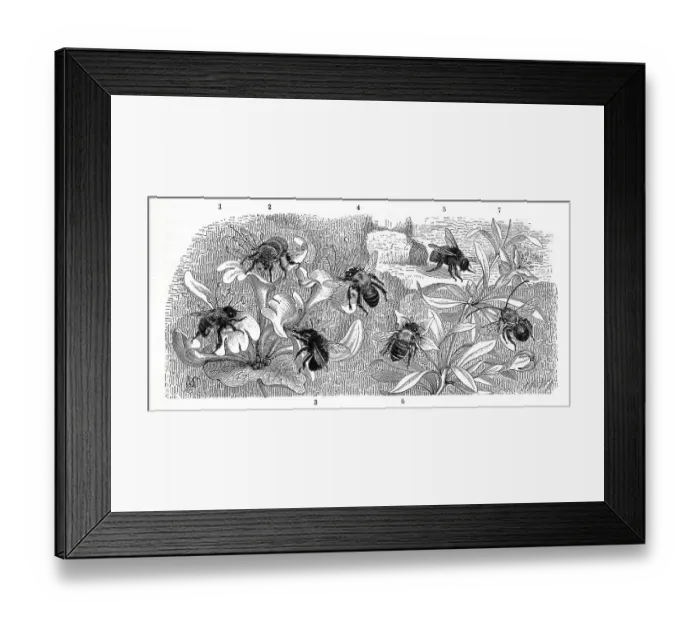 Framed Print : Insects, 1, 2. rough-haired furry bee