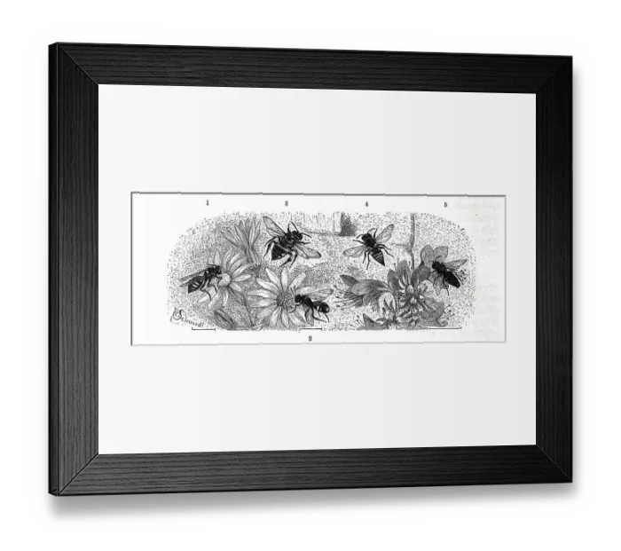 Framed Print : Insects, 1-2. white-spotted wasp bee Framed Print : Insects, 1-2. white-spotted wasp bee