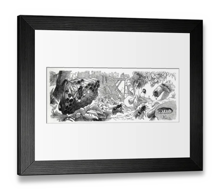 Framed Print : Insects, 1. wall wasp, Odynerus parietum