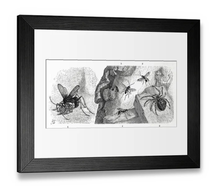 Framed Print : Insects, 1. natal wasp, Pompilus natalensis