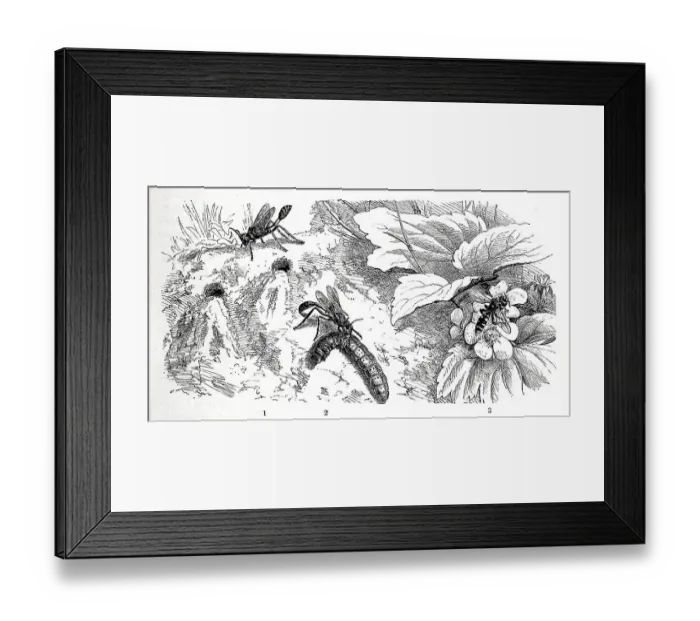 Framed Print : Insects, 1-2. red-banded sand wasp (Ammophila sabulosa)