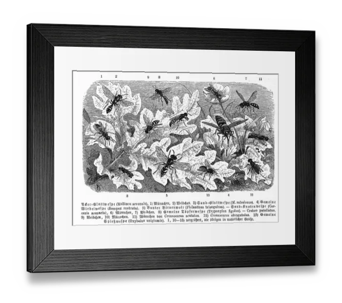 Framed Print : Insects, 1. field digger wasp (Mellinus arvensis)