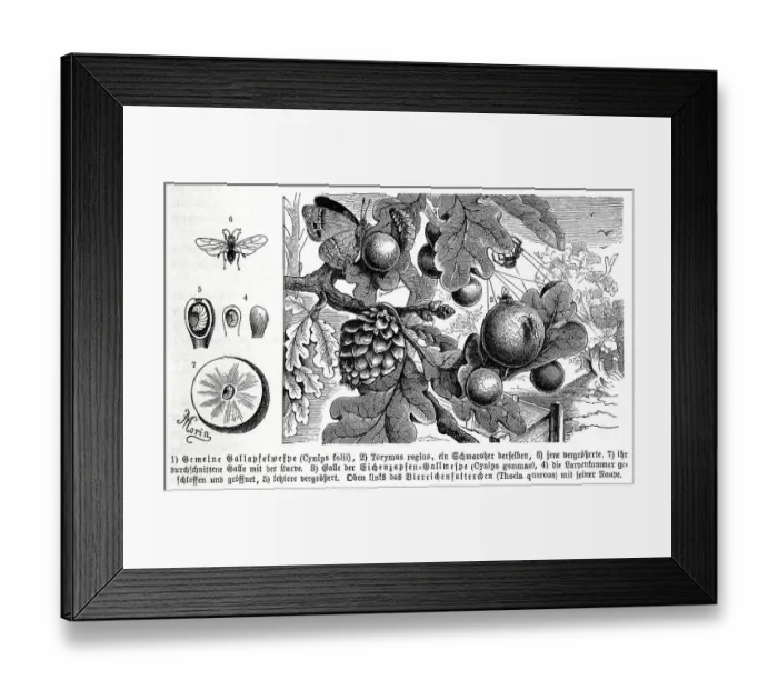 Framed Print : Insects, Common gall wasp, Cynips folii and Torymus regius Framed Print : Insects, Common gall wasp, Cynips folii and Torymus regius