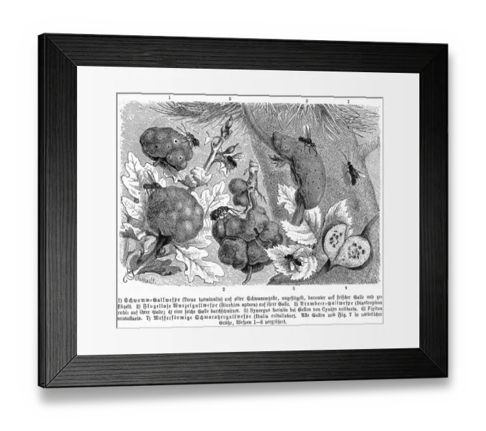 Framed Print : Insects, sponge gall wasp, Teras terminalis Framed Print : Insects, sponge gall wasp, Teras terminalis