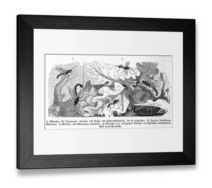 Framed Print : Insects, Ichneumon pisorius, Spruce hawk moth