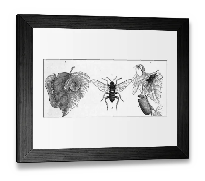 Framed Print : Insects, white button horned wasp