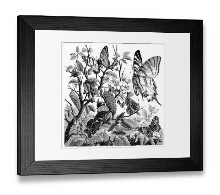 Framed Print : Insects, 1. glider butterfly, Papilio podalirius