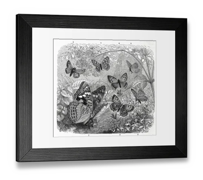 Framed Print : Insects, poplar admiral (Limenitis populi) Framed Print : Insects, poplar admiral (Limenitis populi)