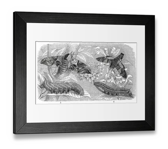 Framed Print : Insects, 1. evening peacock butterfly Framed Print : Insects, 1. evening peacock butterfly