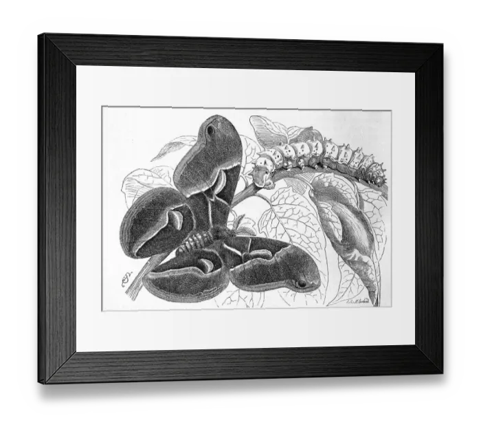 Framed Print : Insects, ailanthus silkmoth (Samia cynthia)