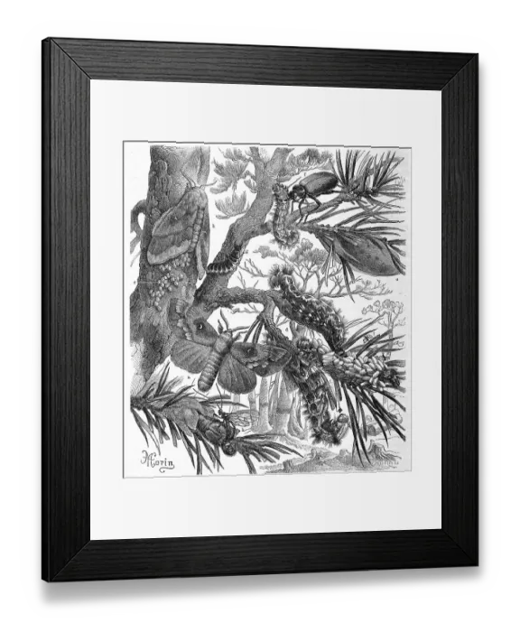 Framed Print : Insects, pine-tree lappet (Dendrolimus pini) is a butterfly Framed Print : Insects, pine-tree lappet (Dendrolimus pini) is a butterfly