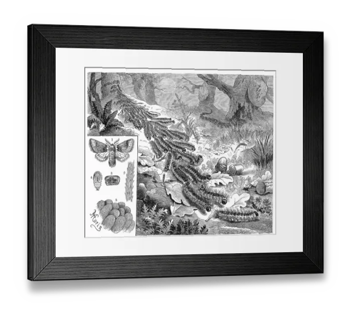 Framed Print : Insects, Oak processionary moth (Thaumetopoea processionea) is a butterfly