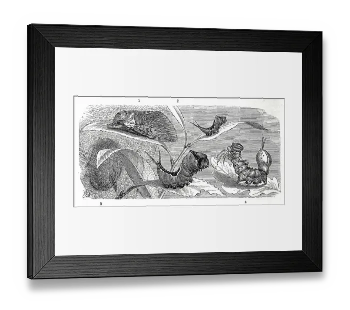 Framed Print : Insects, Large Fork-tail is a butterfly Framed Print : Insects, Large Fork-tail is a butterfly