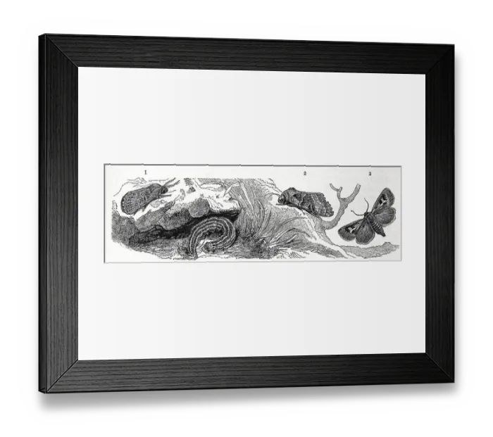 Framed Print : Insects, owl butterfly, 1. foraging grass owl Framed Print : Insects, owl butterfly, 1. foraging grass owl