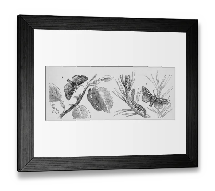 Framed Print : Insects, 1. field owl, Cosmia diffinis