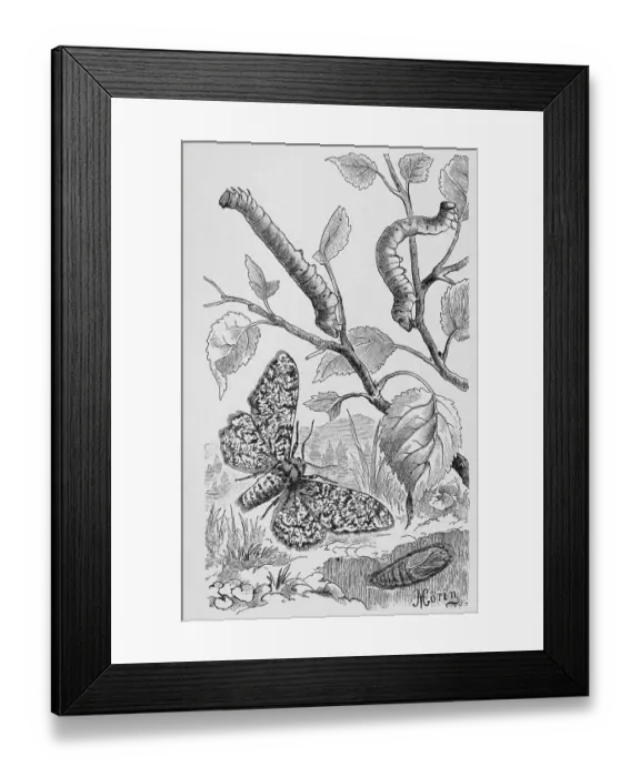 Framed Print : Insects, Female birch moth (Biston betularia) is a butterfly