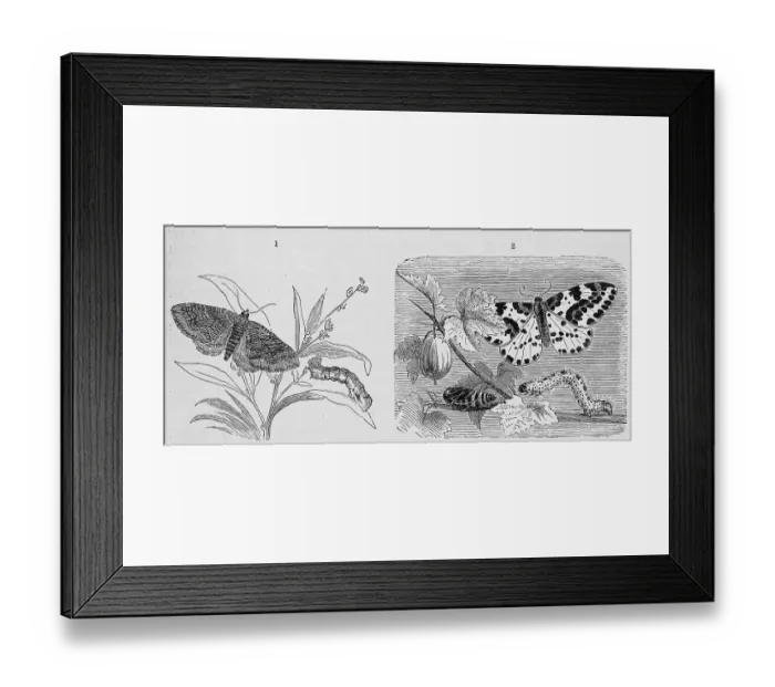 Framed Print : Insects, 1. goosefoot moth, Larentia chenopodiata