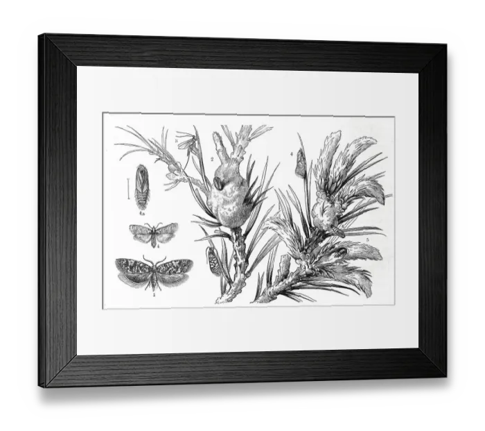 Framed Print : Insects, 1. pine gall moth, Retina cylindrophis ruffus (Tortrix) resinella