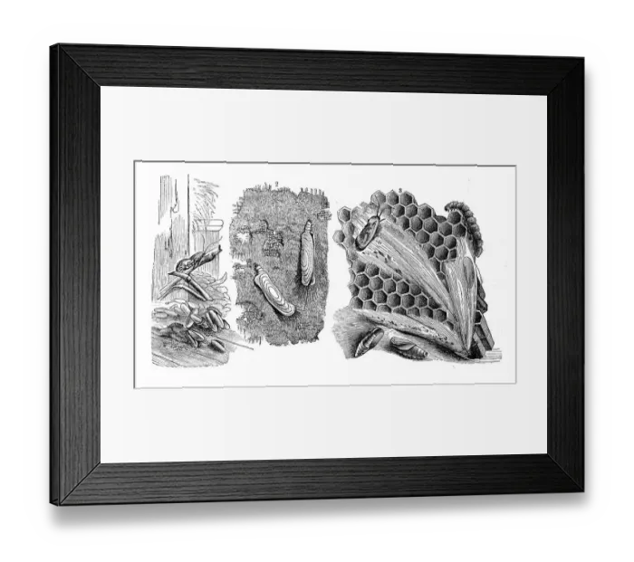 Framed Print : Insects, 1. grain moth, Tinea granella together with caterpillars Framed Print : Insects, 1. grain moth, Tinea granella together with caterpillars