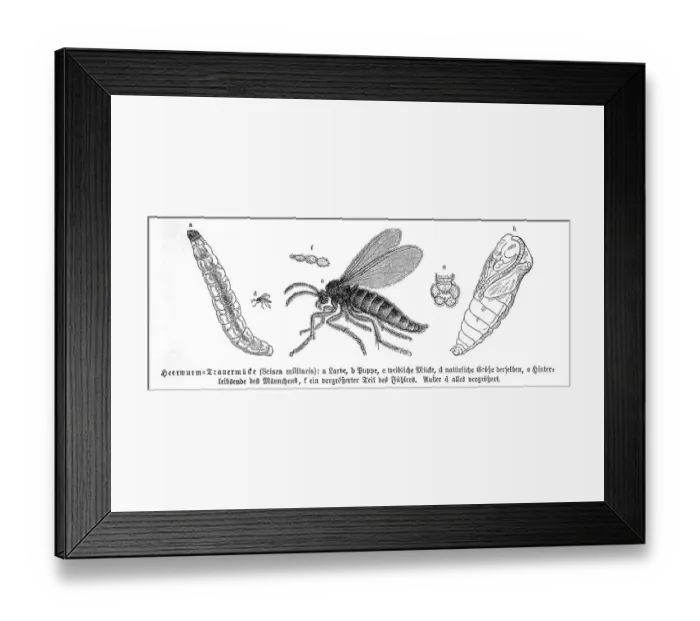 Framed Print : Insects, armyworm mourning mosquito Framed Print : Insects, armyworm mourning mosquito